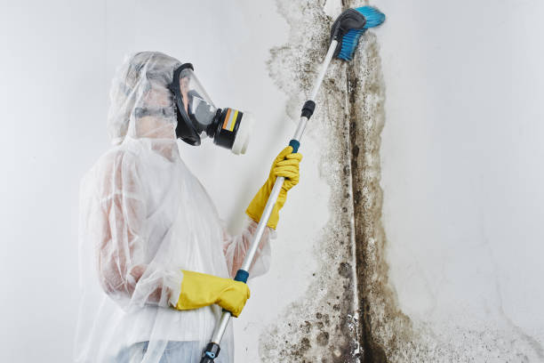 Best Attic Mold Removal  in Bruce, MS