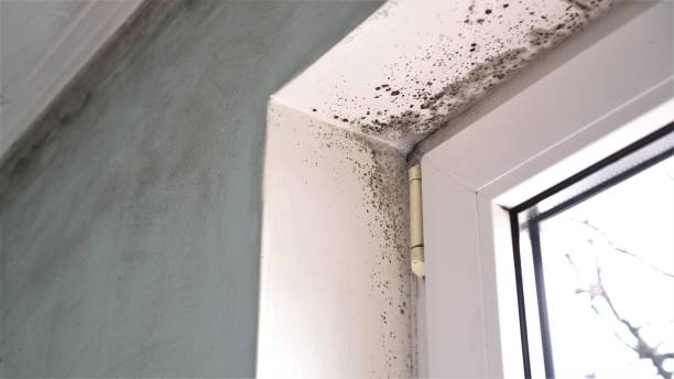 Best Same-Day Mold Removal  in Bruce, MS