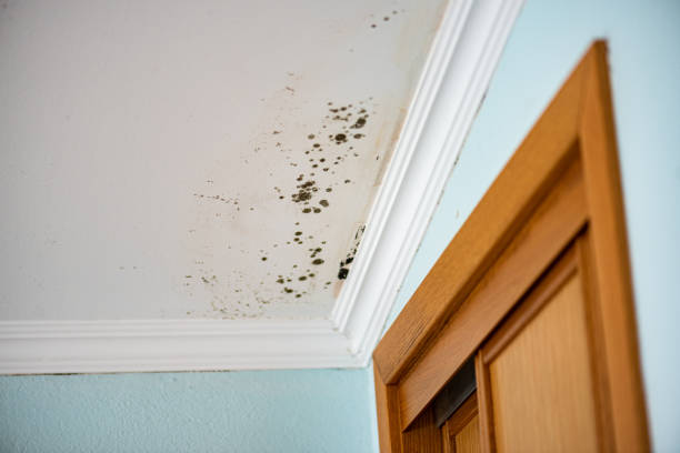 Crawl Space Mold Removal in Bruce, MS