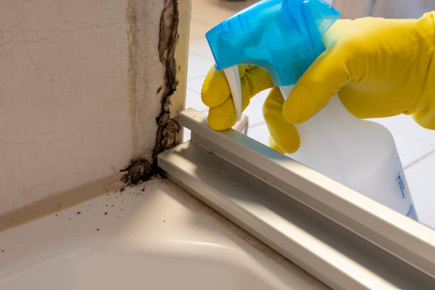 Best Mold Damage Repair  in Bruce, MS