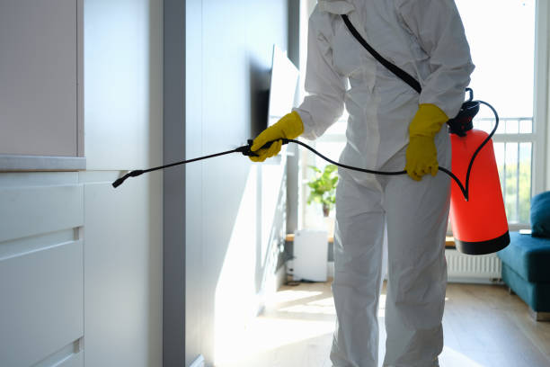 Best Local Mold Removal Service  in Bruce, MS