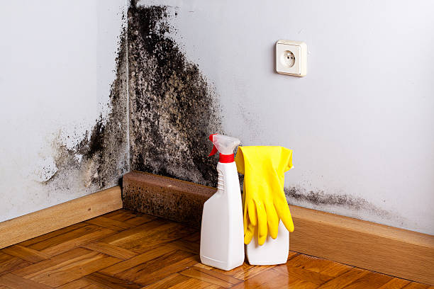 Best Professional Mold Removal  in Bruce, MS