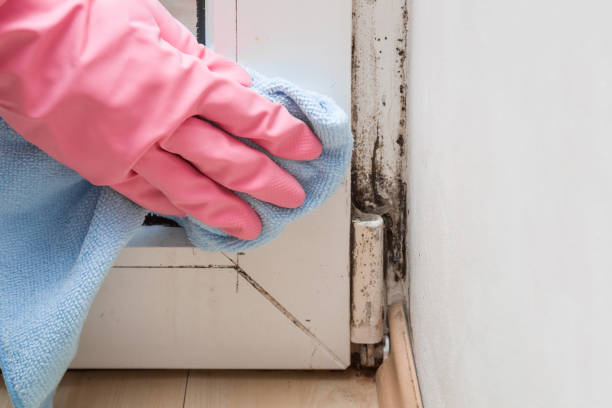 Best Fast Mold Removal  in Bruce, MS