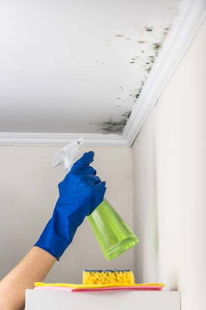 Best Mold Remediation Services  in Bruce, MS