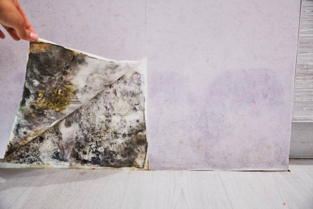 Best Black Mold Removal  in Bruce, MS